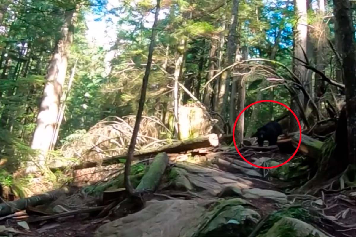 En TodoMountainBike: Un kilómetro siendo perseguidos por un oso, la pesadilla que vivieron unos ciclistas canadienses