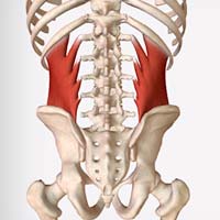 Ejercicios y estiramientos para aliviar el dolor trabajando el cuadrado lumbar