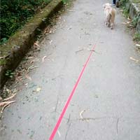 Denuncian la aparición de chichetas en el paseo fluvial entre Monteporreiro y Bora, en Pontevedra