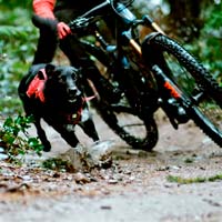 Shimano homenajea a todos los perros amantes del MTB con un vídeo muy motivador