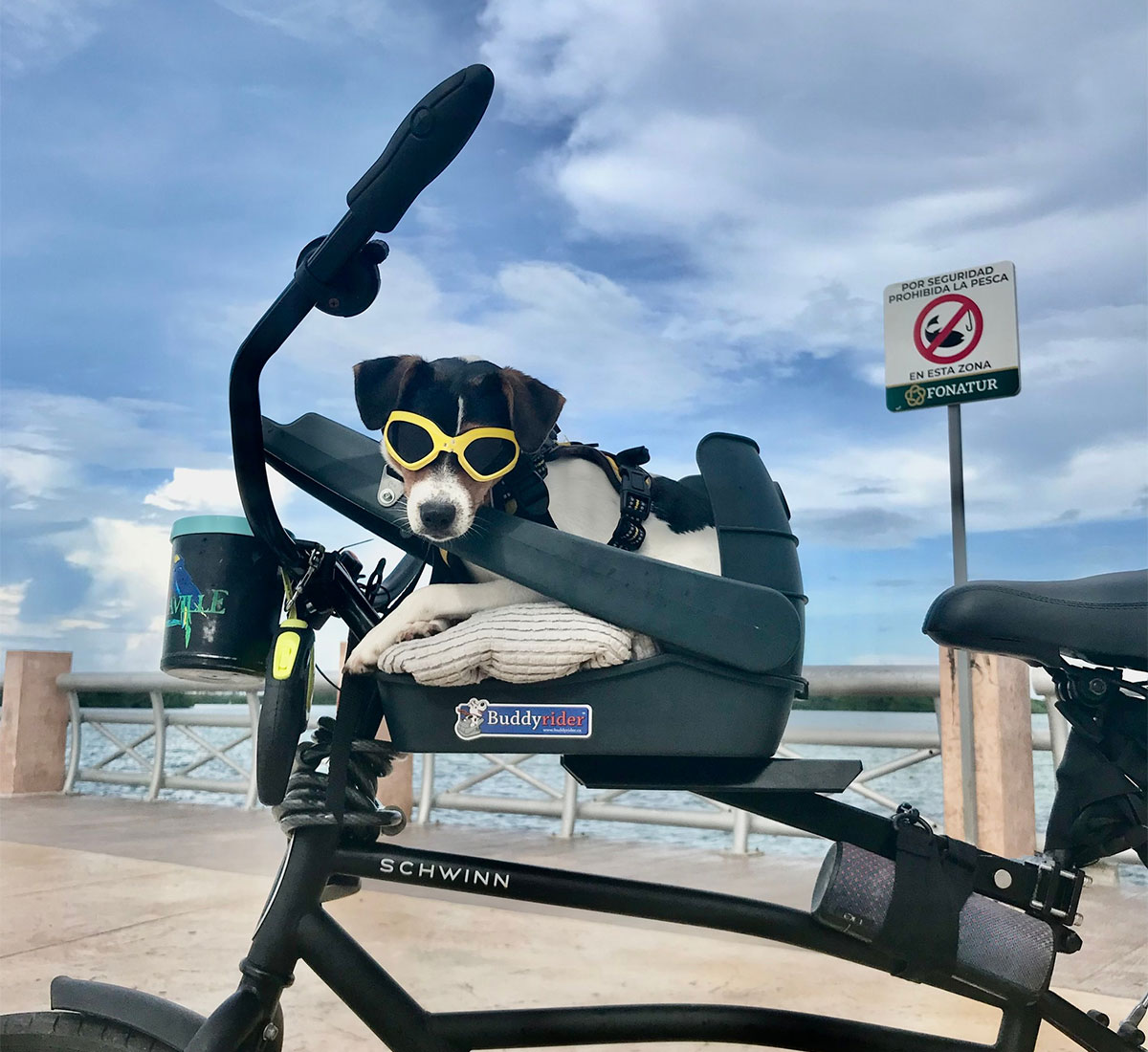 BuddyRider: un asiento específico para mascotas que permite llevar a un perro o gato en bicicleta de forma segura