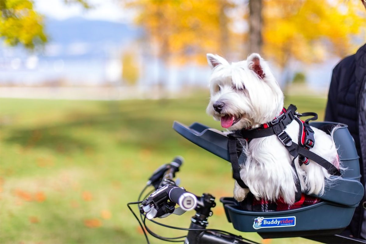 BuddyRider: un asiento específico para mascotas que permite llevar a un perro o gato en bicicleta de forma segura