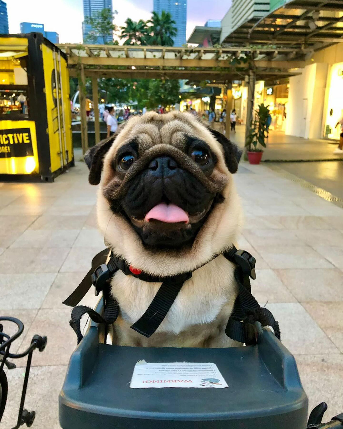 BuddyRider: un asiento específico para mascotas que permite llevar a un perro o gato en bicicleta de forma segura