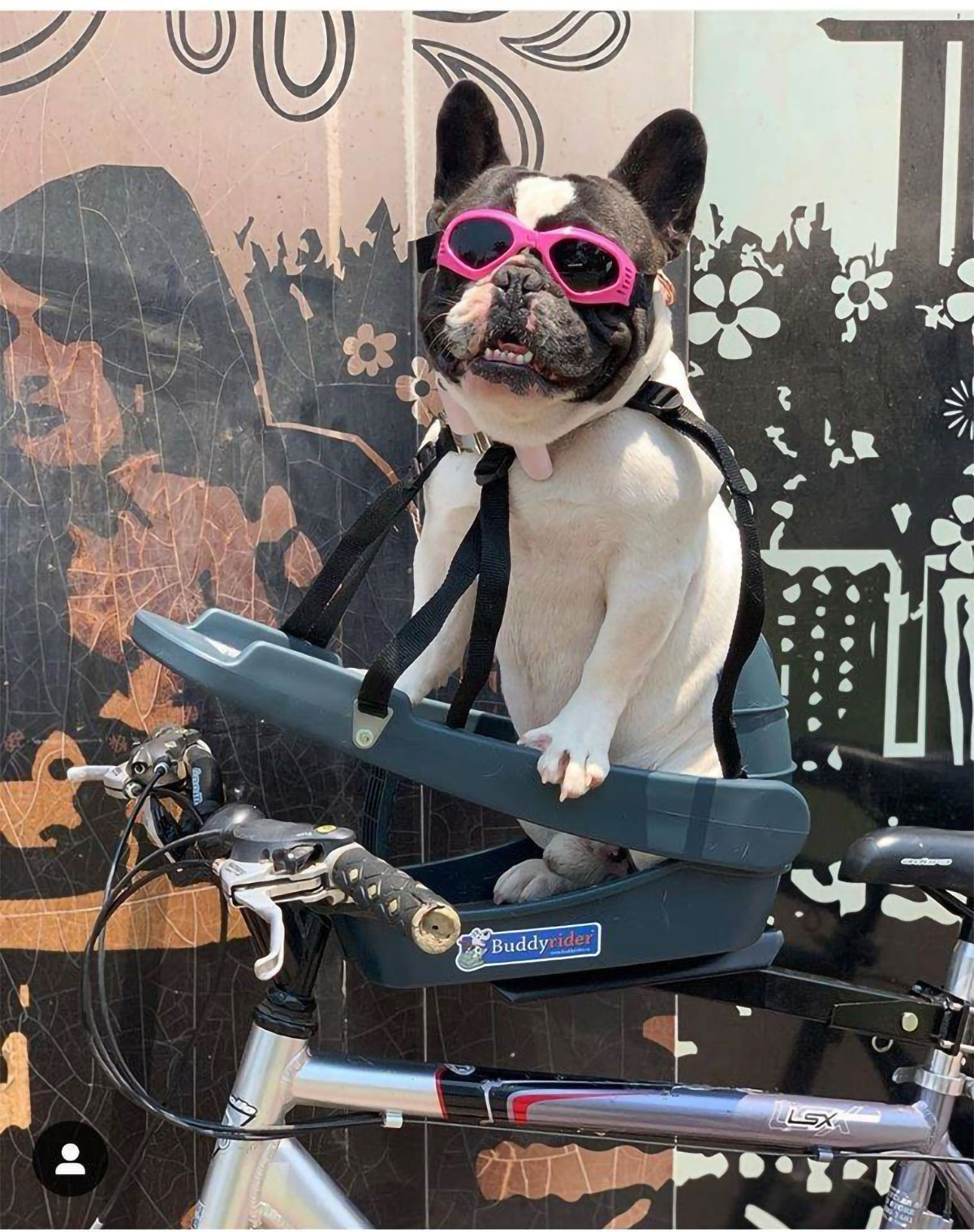 BuddyRider: un asiento específico para mascotas que permite llevar a un perro o gato en bicicleta de forma segura