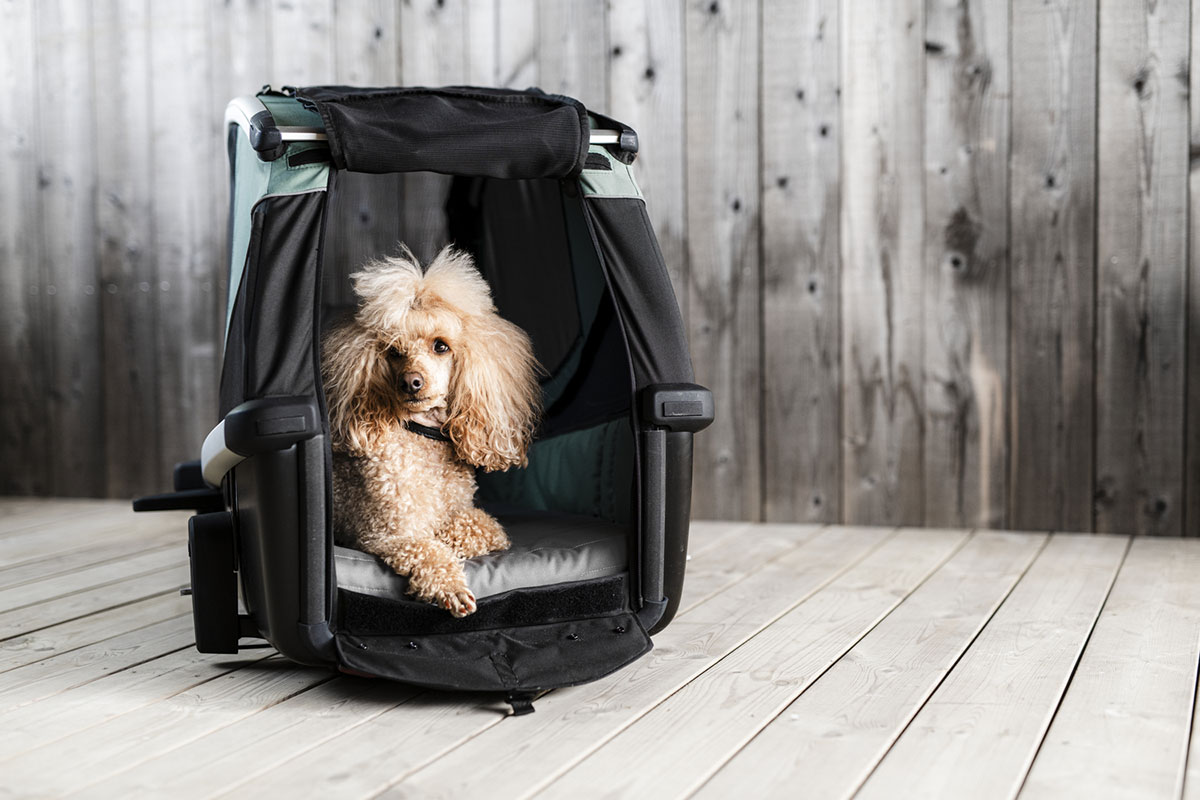 Thule presenta el Bexey, un remolque de bicicleta diseñado para transportar a perros